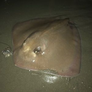 Meet your Posher, Brody